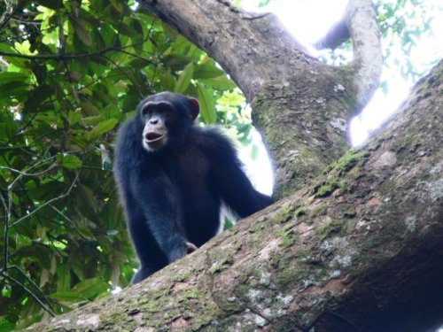 Chez les chimpanzés, casser les noix ne s'improvise pas - Sciences et Avenir