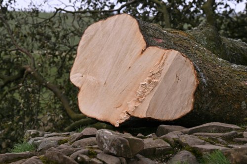 Tristesse au Royaume-Uni après l'abattage de l'un des arbres les plus célèbres du pays