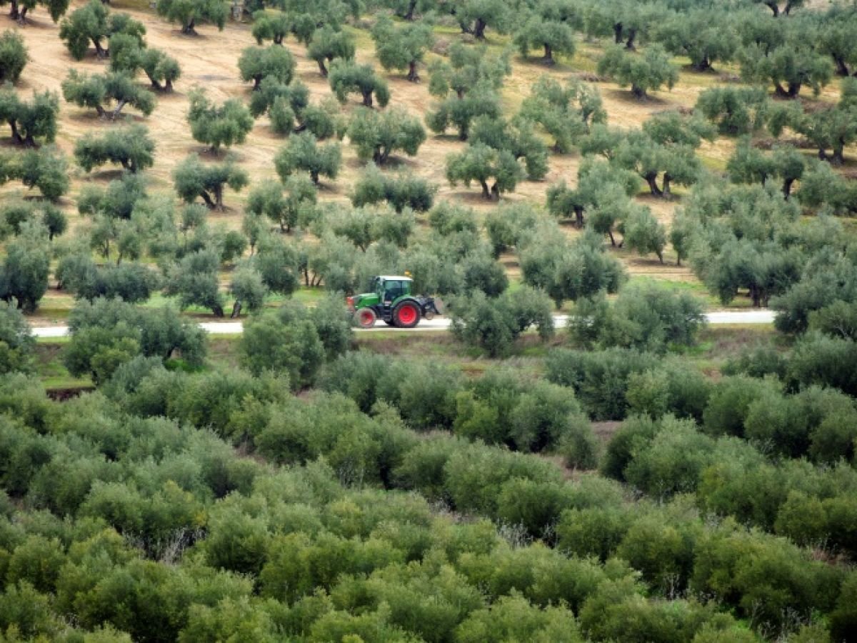 En Espagne, un village veut sauver ses oliviers face à l’essor du photovoltaïque