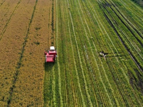 Moins d'eau, même rendement : le pari durable du riz chilien