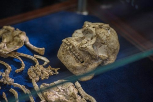 L'australopithèque "Madame Ples", cette cousine sud-africaine de Lucy - Sciences et Avenir
