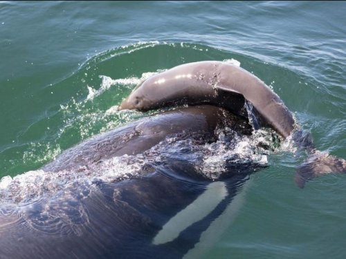 Le mystère des orques tueuses mais pas mangeuses de marsouins