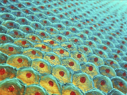 On les pensait silencieuses : les cellules de la peau "crient" !