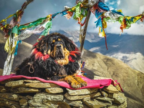 Tout savoir sur le Dogue du Tibet ou Mastiff tibétain - Sciences et Avenir