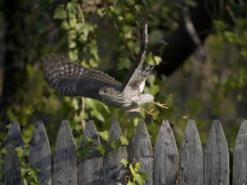 Cet oiseau a appris à utiliser les feux de circulation pour chasser ses proies !