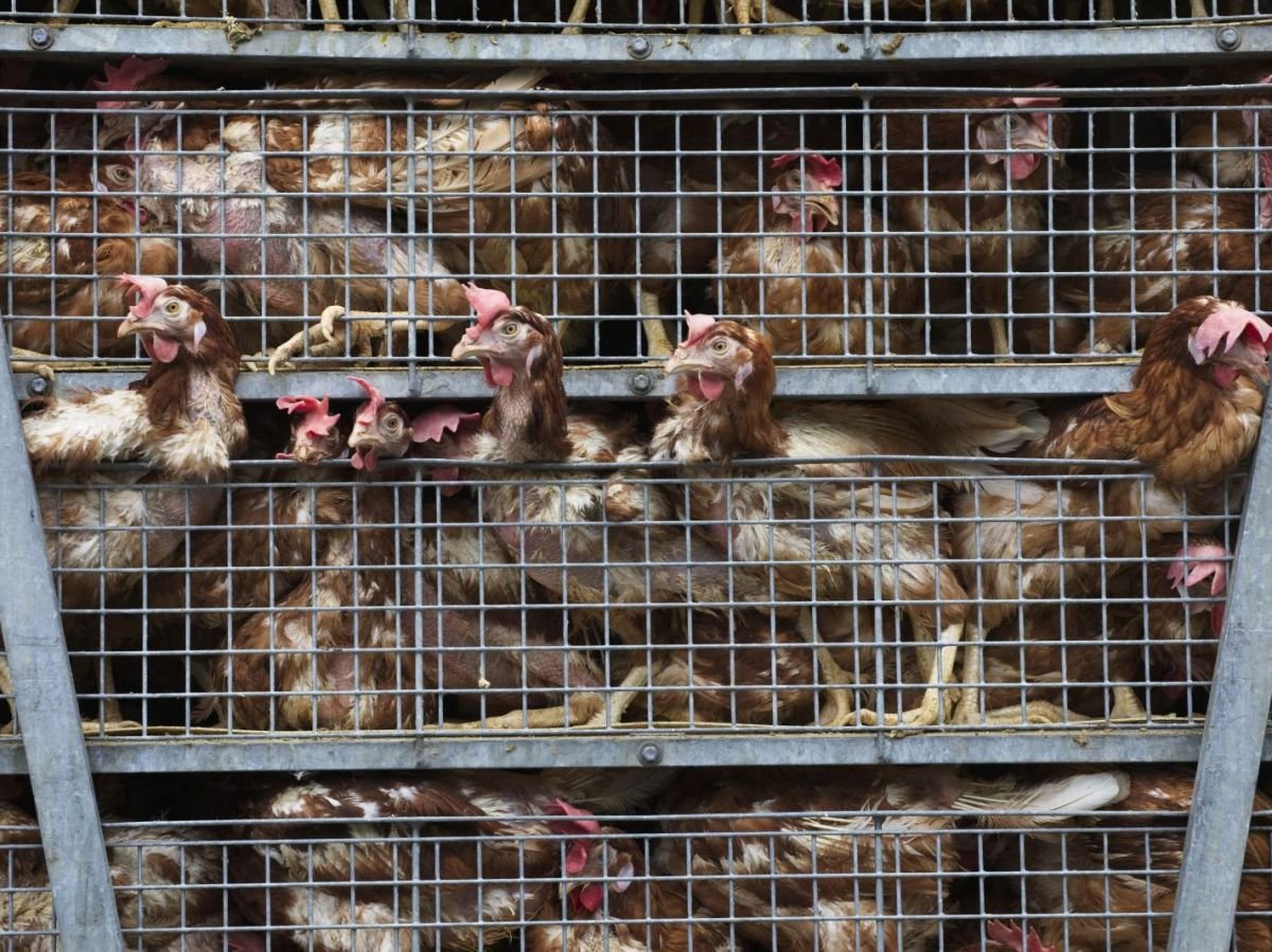 L’élevage intensif en Europe : une expansion préoccupante