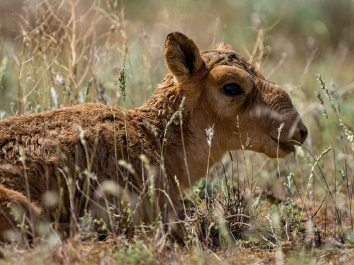 Pourquoi le Kazakhstan va autoriser la chasse à une espèce animale autrefois en danger
