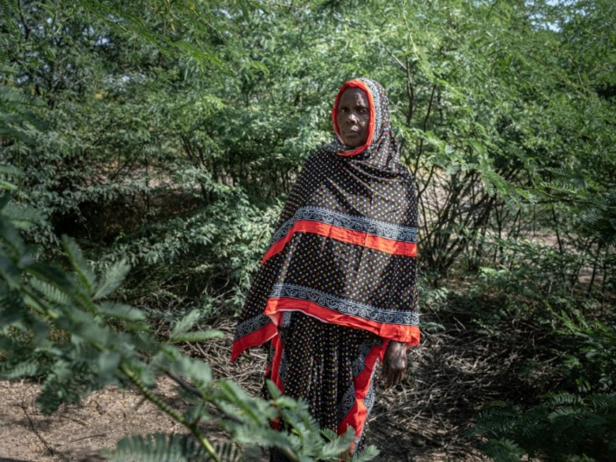 En Éthiopie, un arbre venu d’Amérique latine menace l’agriculture et la survie des éleveurs