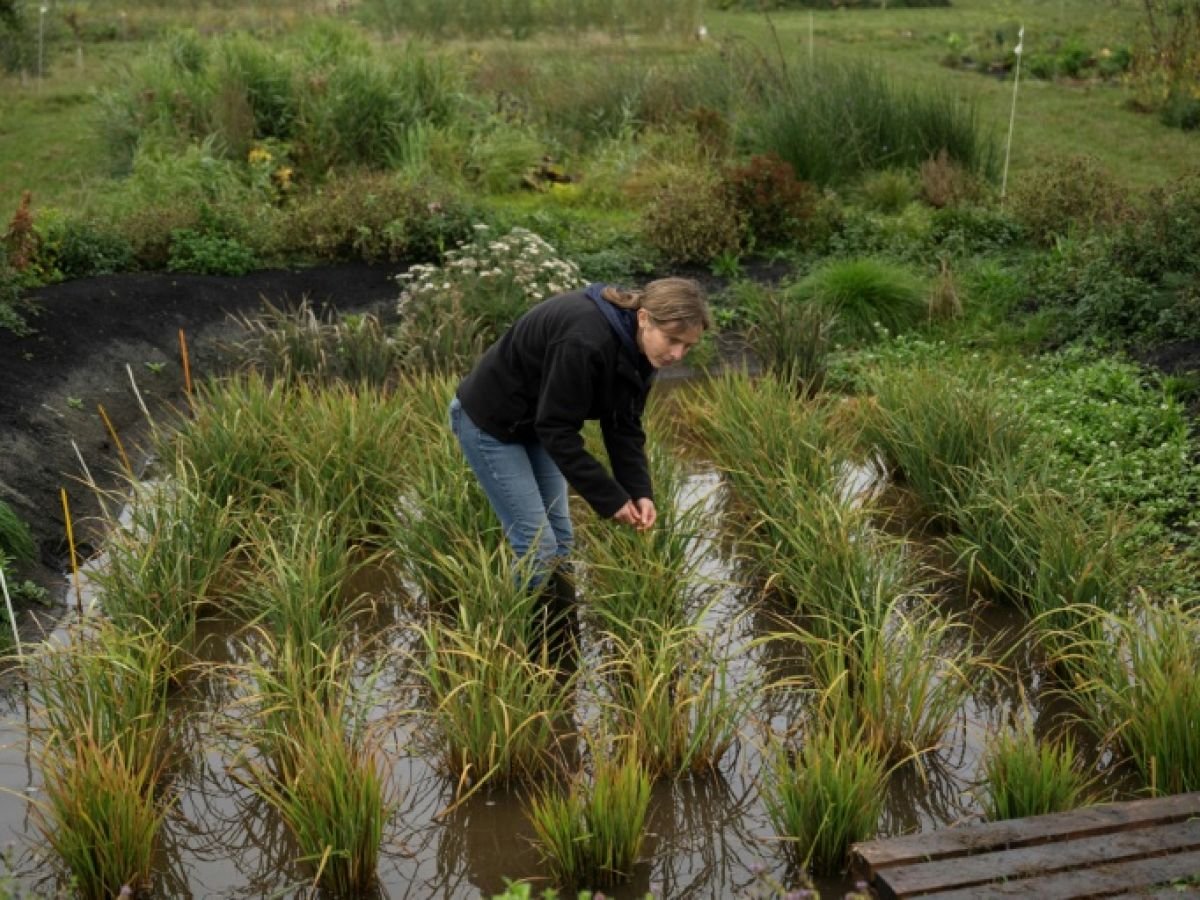 Grâce au changement climatique, le pari « pas si fou » de cultiver le riz en Angleterre