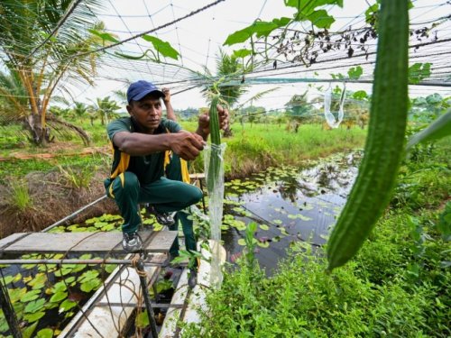 Au Sri Lanka, la difficile reconquête des terres agricoles polluées par le sel de mer