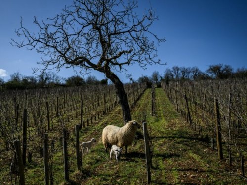Les vins de Bourgogne dans la course à la décarbonation