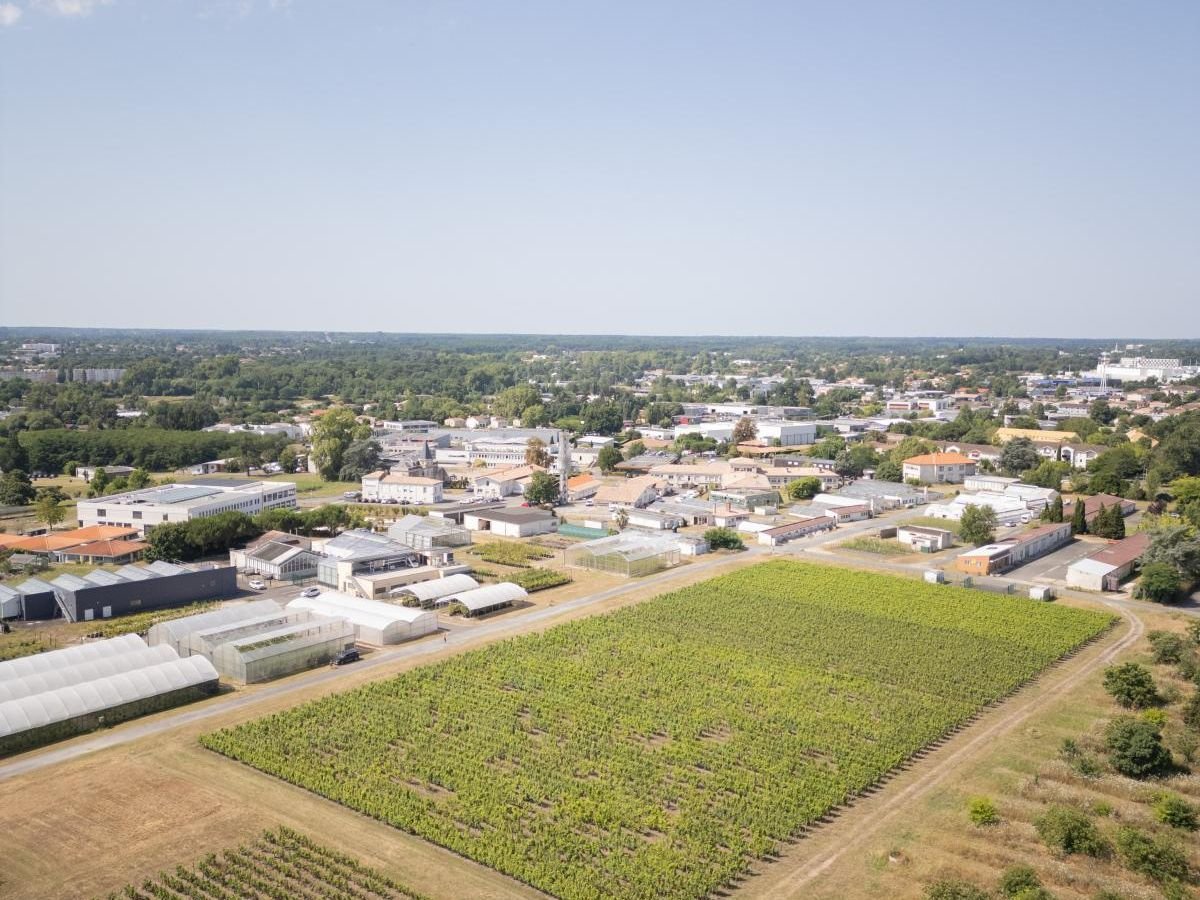 « On n’a jamais vu des grains de raisin aussi petits » : le millésime 2025, un nouveau signal d’alarme pour la vigne et le vin