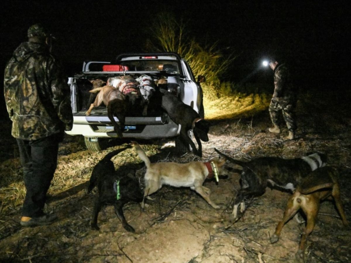 En Chine, des chasseurs de sanglier devenus stars des réseaux sociaux