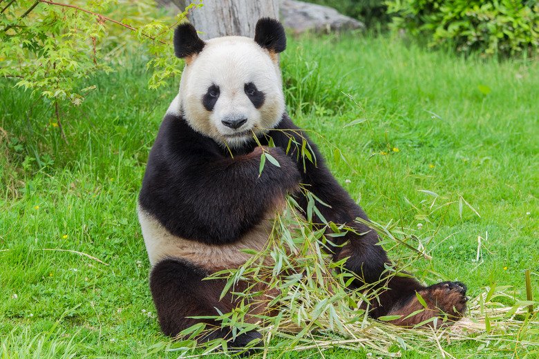 Do Zoos Actually Help Protect Animals Facing Extinction?