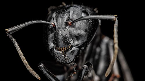 What Ants Look Like Under A Microscope Is Terrifyingly Alien