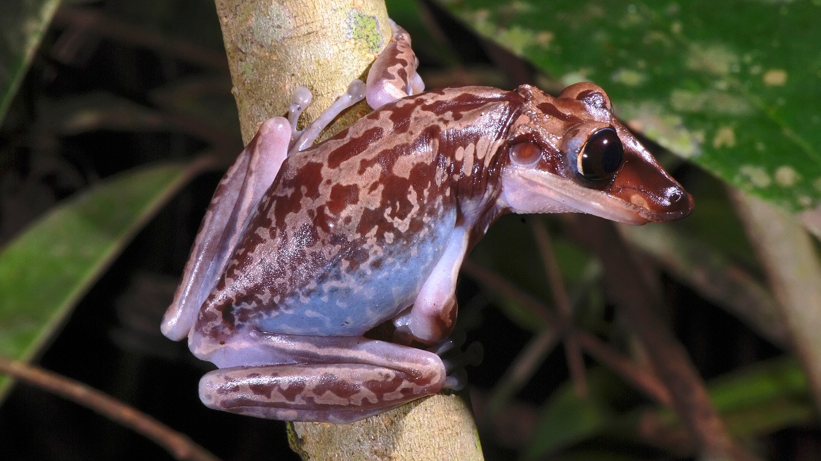 The Only Two Frogs That Are Considered Venomous