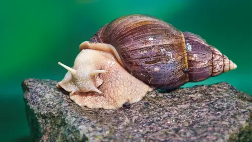 Organisms That Are Insanely Tough To Kill