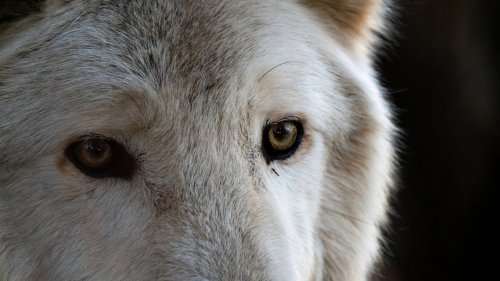 The Best Theories So Far For Why Dire Wolves Tragically Went Extinct