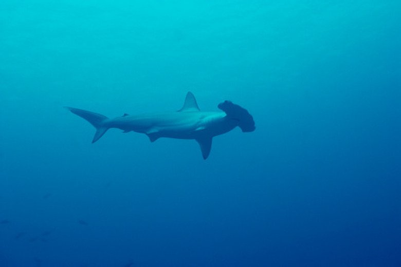 Sharks On The Endangered Species List