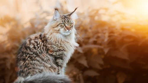 The Largest Domestic Cat Breed Can Reach A Staggering Size