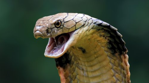 The Longest Venomous Snake In The World Can Kill You In Minutes