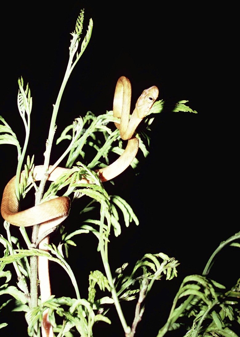 Examples Of Organisms Endangered Due To Invasive Species