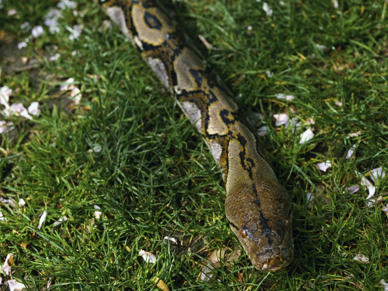 Poisonous & Nonpoisonous Snakes