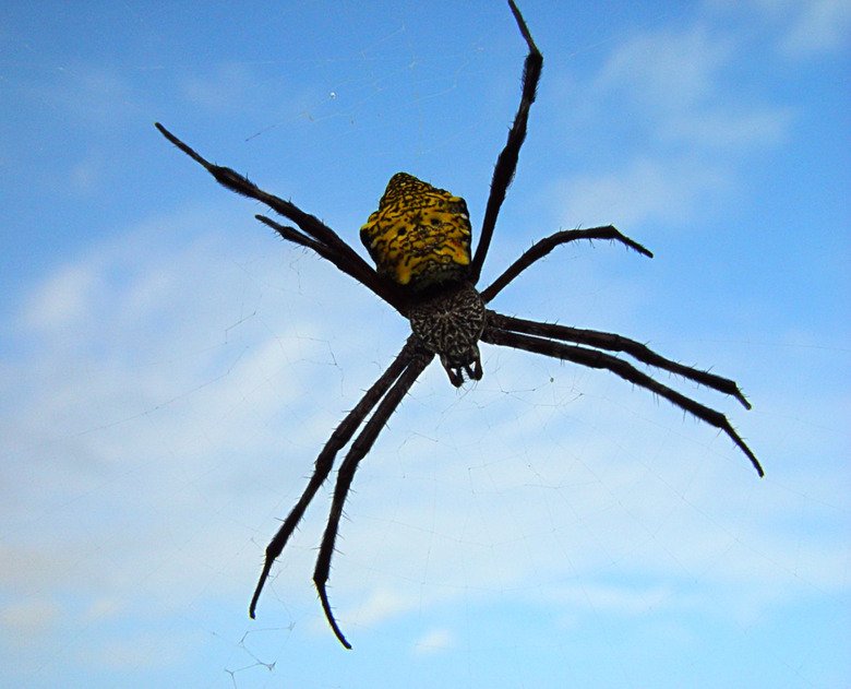 Poisonous Spiders In The Northeast