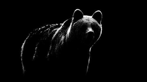 The Largest Bear Species Today Is Nothing Compared This Prehistoric Nightmare