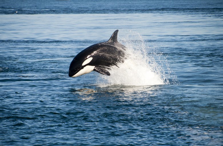 How Do Whales Protect Themselves?