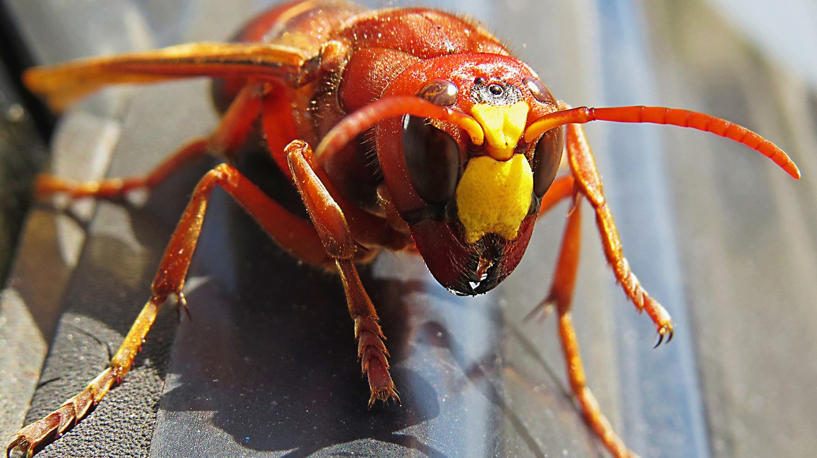5 Times Scientists Fought Back Against Invasive Species And Actually Won