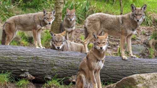 You'll Only Find The Rarest Species Of Wolf In North Carolina