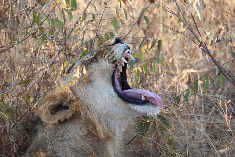 Interesting Facts About Lions & Animals