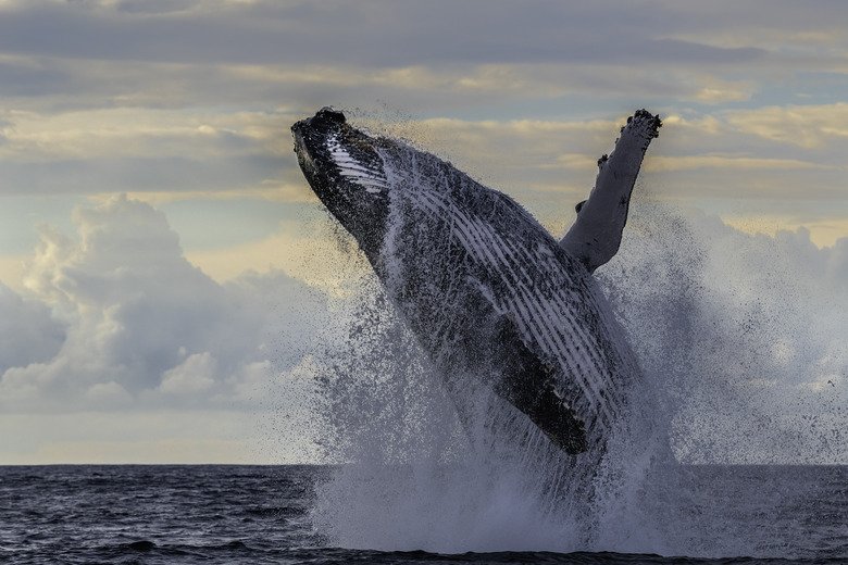 How To Save A Beached Whale