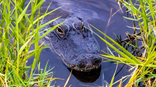 The Only Region You'll Find Alligators And Crocodiles Together In The United States