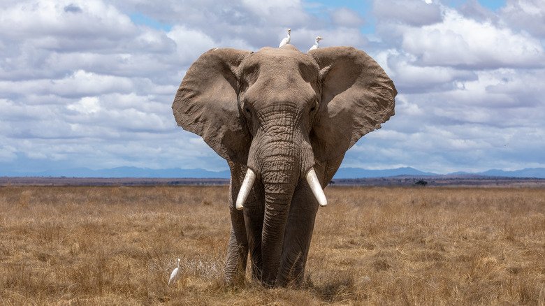 How Do Elephants Behave?