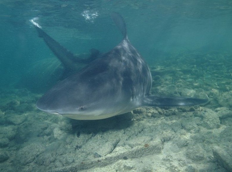 How To Stay Safe From Sharks In The Ocean