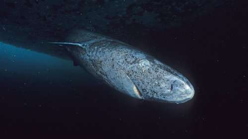 The Rare Shark Species That Will Outlive Us All