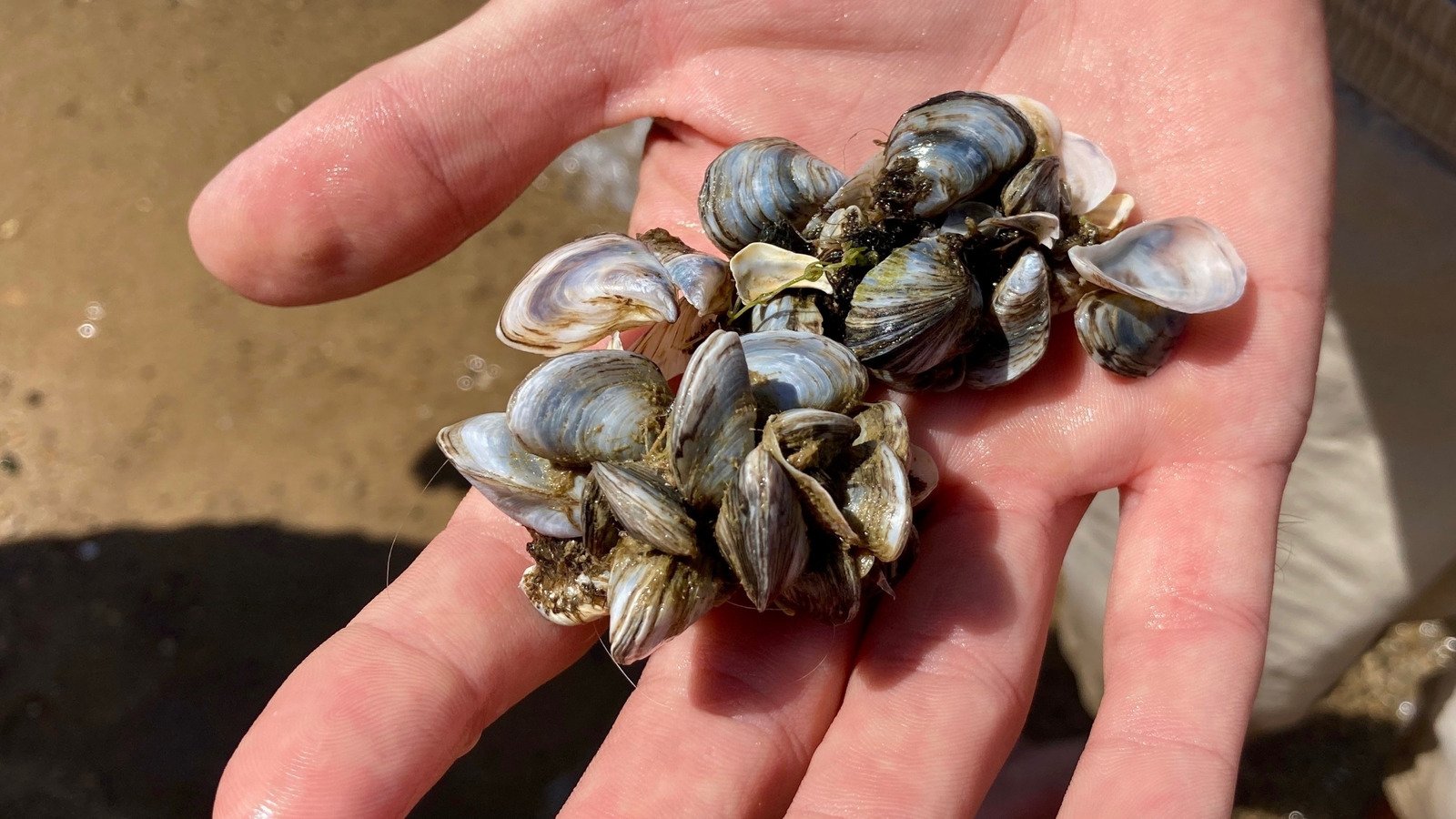 12 Invasive Animal Species That Have Destroyed Ecosystems