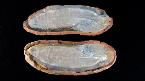 Scientists Found This Unusual Prehistoric Creature In The '50s – They're Still Confused
