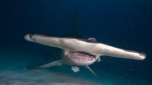 Sharkcano: The Underwater Volcano Full Of Mutant Sharks
