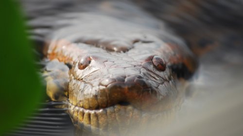 The Biggest Python In Florida Is Nothing Compared To The Biggest Anaconda