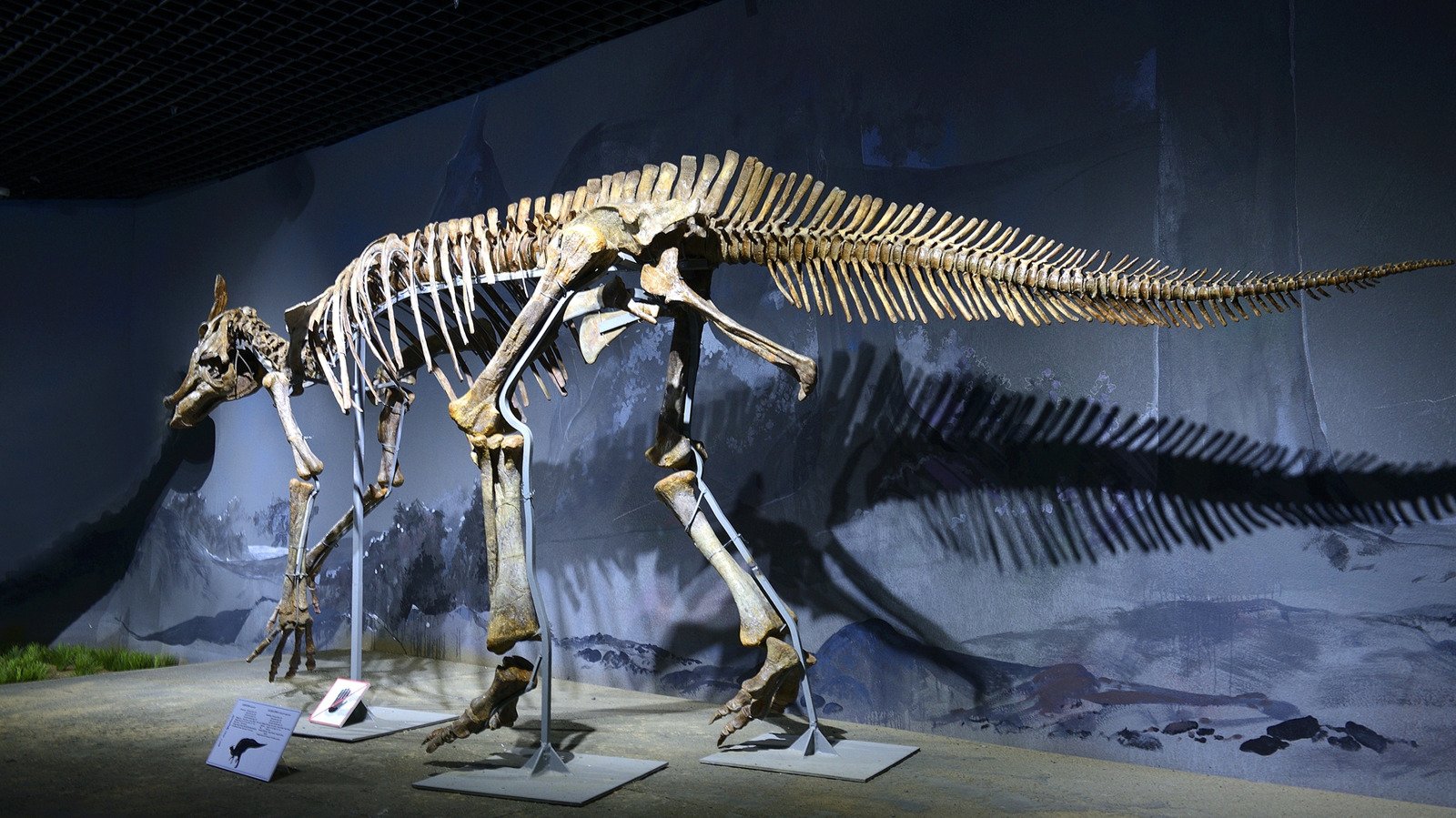 Giant Footprints Reveal Another Hadrosaur Larger Than T-Rex