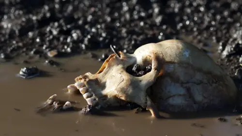 Really Happens To Your Body When You Die?