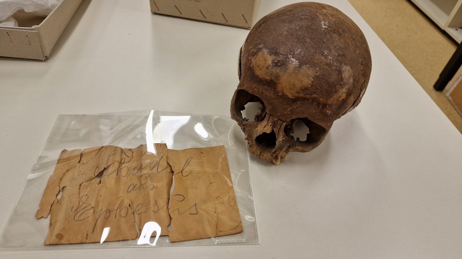 DNA Tests Revealed Skeleton Of Cleopatra's Family Member Isn't Who Researchers Thought