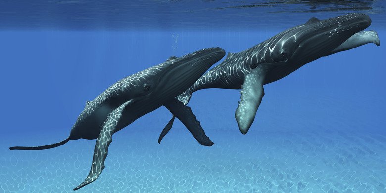 How Do Whales Mate?