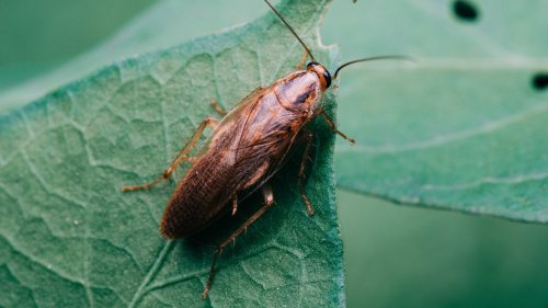5 Organisms That Are Insanely Hard To Kill