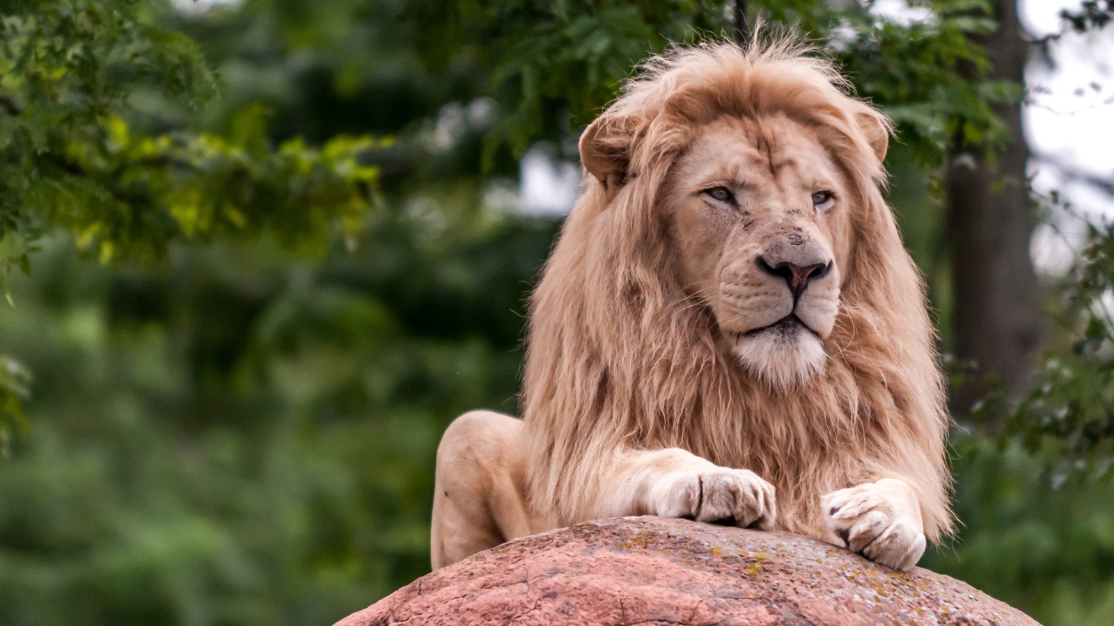 The Most Dangerous Animal In A Zoo Isn't A Lion