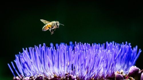 How Slow-Motion Cameras Solved The Most Annoying Myth About Bumblebees