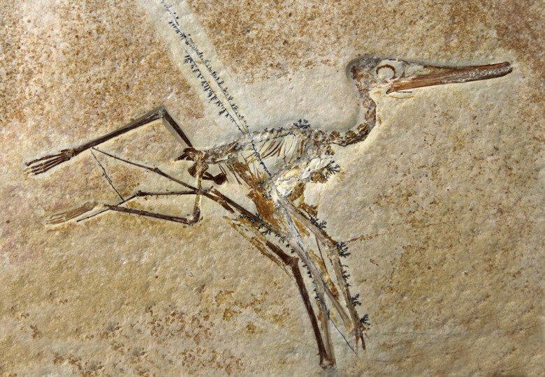 Five Different Types Of Fossils